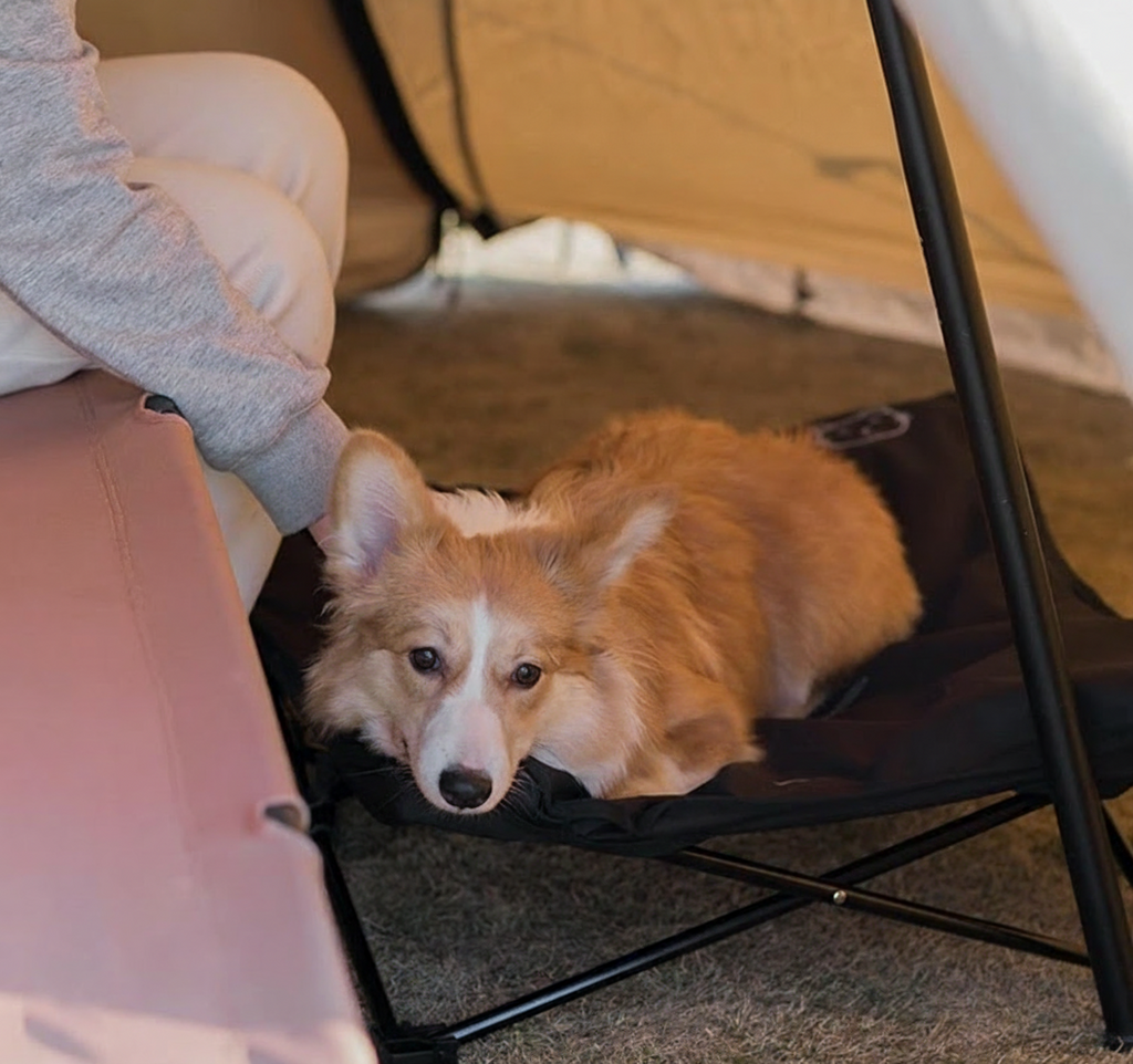 Portable Elevated Foldable Pet Bed